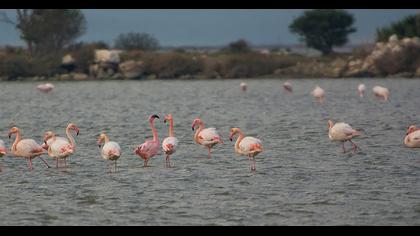 Küçük flamingo