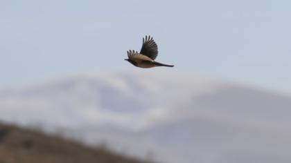 Karagerdanlı ardıç