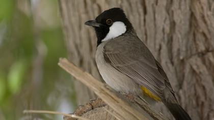 Akyanaklı arapbülbülü