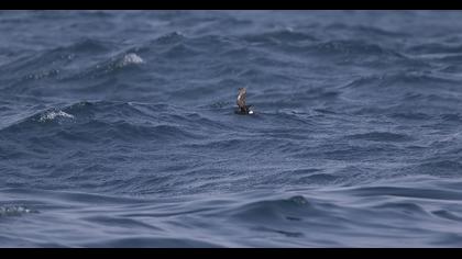 Fırtınakırlangıcı