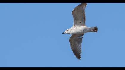Van gölü martısı