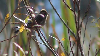 Bataklık Kirazkuşu
