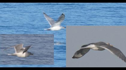 Kuzey gümüş martı