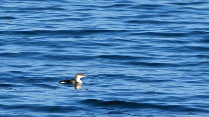 Karagerdanlı dalgıç