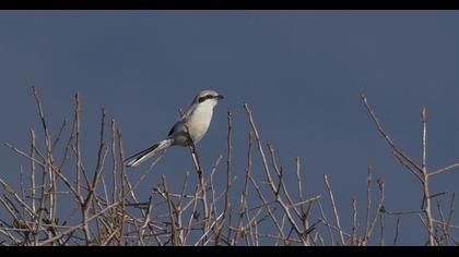 Büyük örümcekkuşu