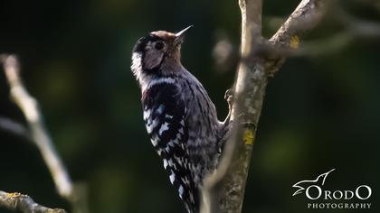 Küçük ağaçkakan