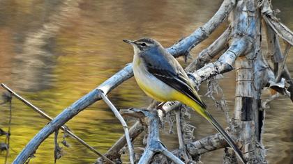 Dağ kuyruksallayanı