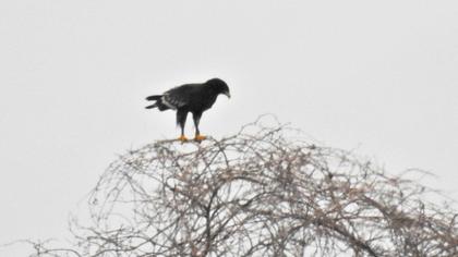 Büyük orman kartalı