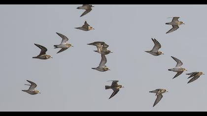 Küçük altın yağmurcun