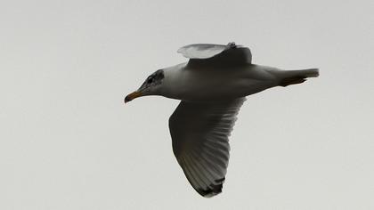 Büyük karabaş martı