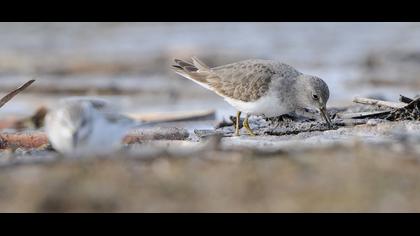 Sarıbacaklı kumkuşu