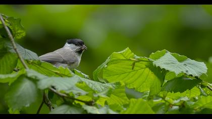 Kayın baştankarası