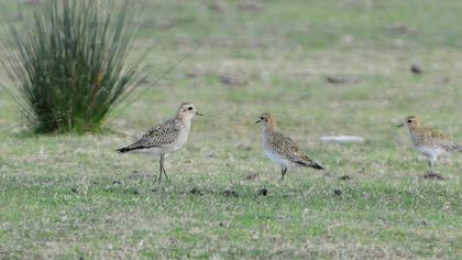 Küçük altın yağmurcun