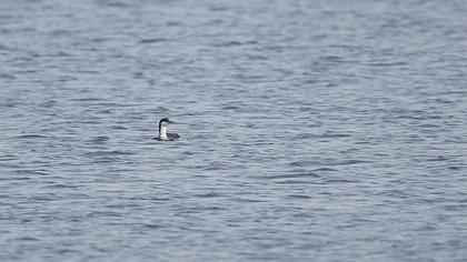 Karagerdanlı dalgıç