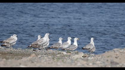 Van gölü martısı