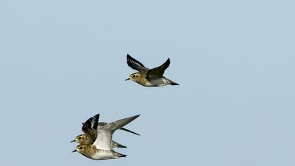 Küçük altın yağmurcun