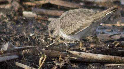 Sarıbacaklı kumkuşu