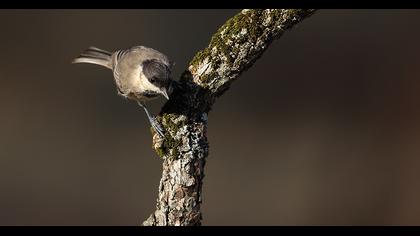 Akyanaklı baştankara