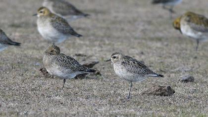 Küçük altın yağmurcun