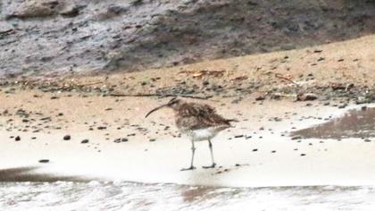 Sürmeli kervançulluğu