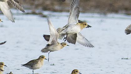 Küçük altın yağmurcun