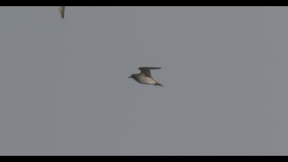 Küçük altın yağmurcun