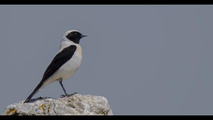 Karakulaklı kuyrukkakan