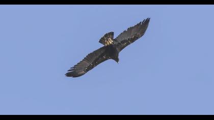 Greater Spotted Eagle