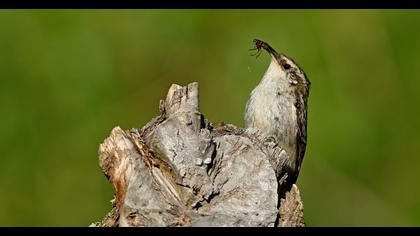 Bahçe tırmaşıkkuşu
