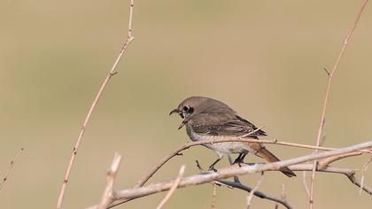 Türkistan örümcekkuşu