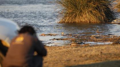 Sarıbacaklı kumkuşu