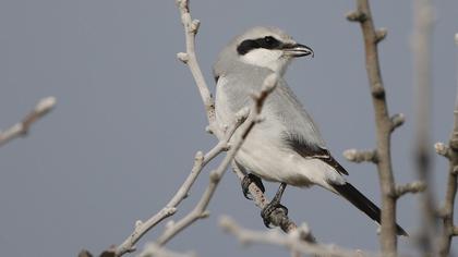 Büyük örümcekkuşu