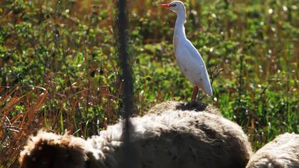 Sığır balıkçılı