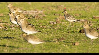 Küçük altın yağmurcun