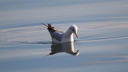 Black-headed Gull