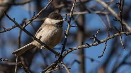 Akyanaklı baştankara