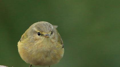 Common Chiffchaff