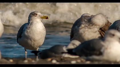 Kuzey gümüş martı