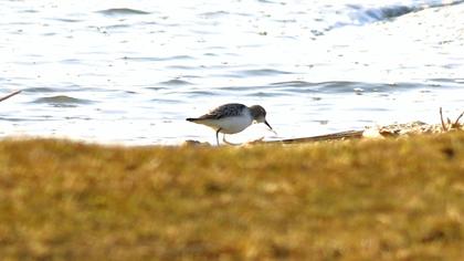 Sarıbacaklı kumkuşu
