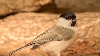 Kayın baştankarası