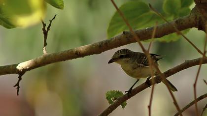 Maskeli örümcekkuşu
