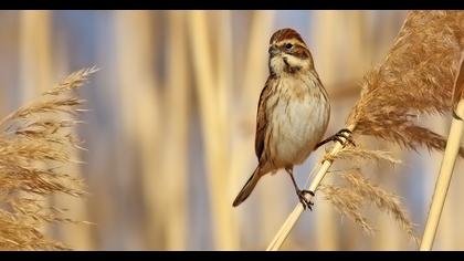 Bataklık Kirazkuşu