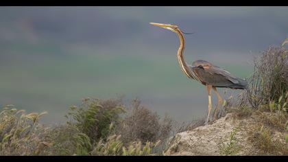 Erguvani balıkçıl