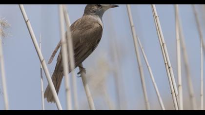 Büyük kamışçın