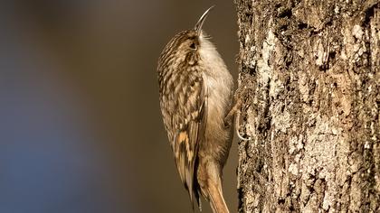 Bahçe tırmaşıkkuşu