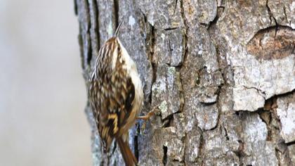 Bahçe tırmaşıkkuşu