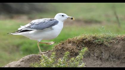 Van gölü martısı