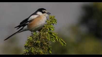 Maskeli örümcekkuşu