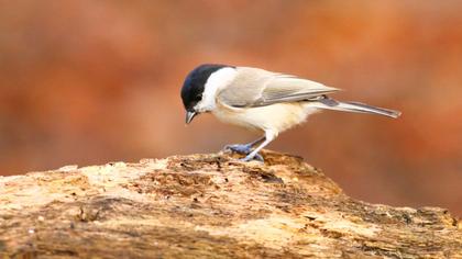 Kayın baştankarası
