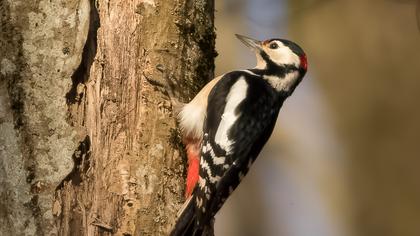 Orman alaca ağaçkakanı
